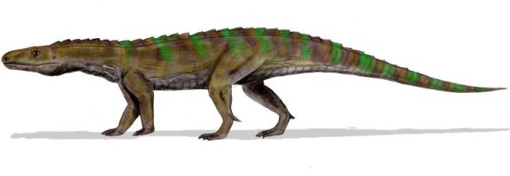 Ticinosuchus ferox - Prehistoric Animals
