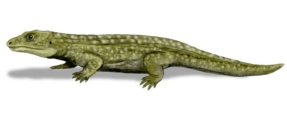 Tokosaurus perforatus - Prehistoric Animals