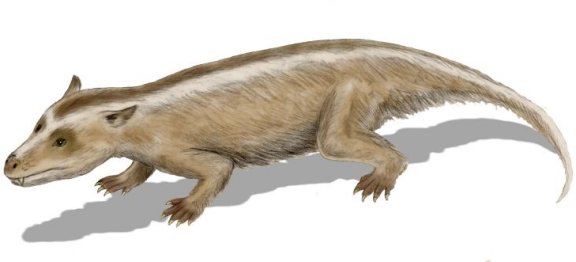 Tritylodon longaevus - Prehistoric Animals