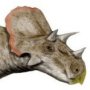 Avaceratops lammersi