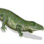 Proterosuchus fergusi