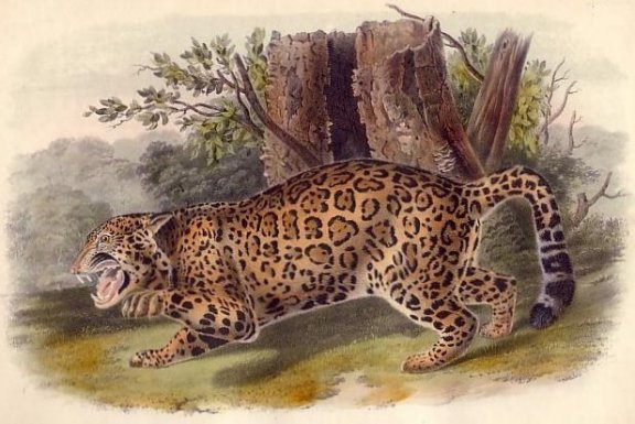 Jaguar - Audubon's Viviparous Quadrupeds of North America