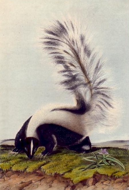  Large-tailed Skunk (Hooded Skunk) - Audubon's Viviparous Quadrupeds of North America