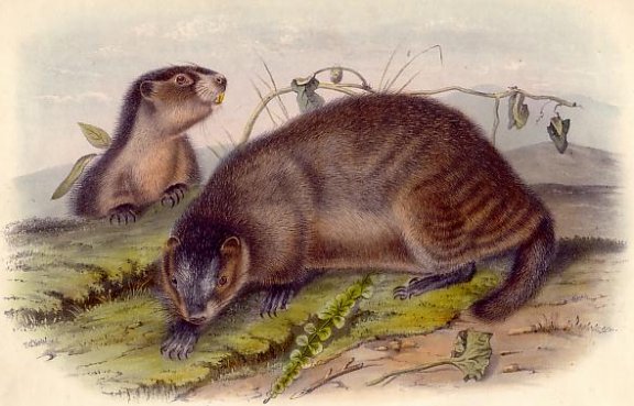 Hoary Marmot-Whistler - Audubon's Viviparous Quadrupeds of North America