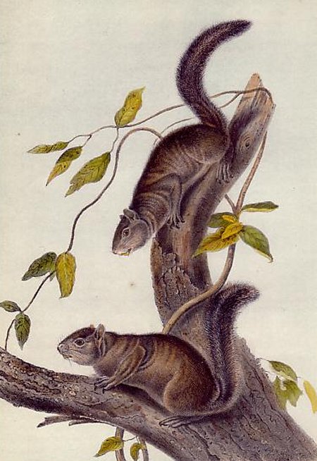 Collies Squirrel - Audubon's Viviparous Quadrupeds of North America