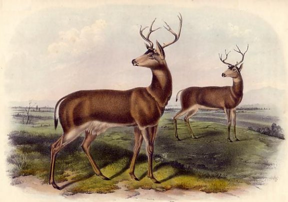 Columbia Black-tailed Deer - Audubon's Viviparous Quadrupeds of North America