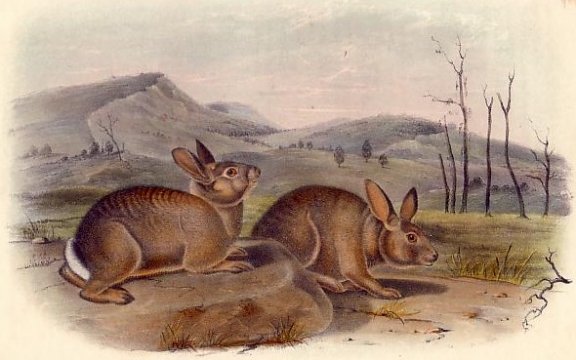 Bachman's Hare (Brush Rabbit) - Audubon's Viviparous Quadrupeds of North America