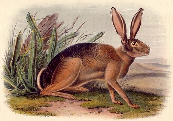 Californian Hare (Black-tailed Jack Rabbit) - Audubon's Viviparous Quadrupeds of North America