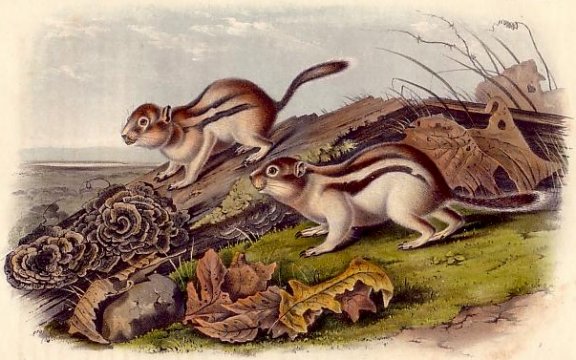 Say's Marmot Squirrel (Golden-mantled Ground Squirrel) - Audubon's Viviparous Quadrupeds of North America