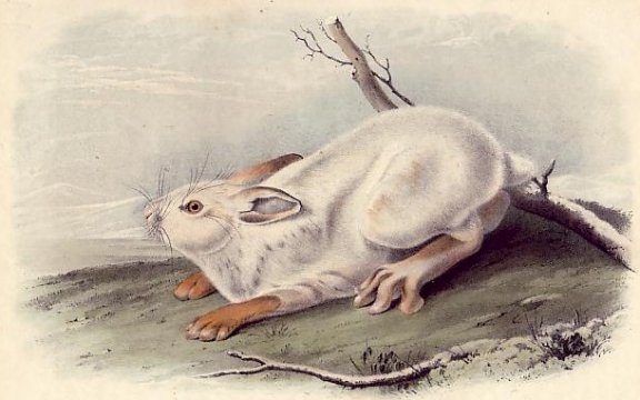 Northern Hare, Winter (Snowshoe Hare) - Audubon's Viviparous Quadrupeds of North America