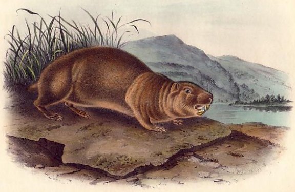 Sewellel (Mountain Beaver) - Audubon's Viviparous Quadrupeds of North America