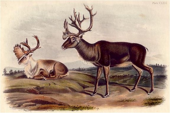 Caribou Reindeer - Audubon's Viviparous Quadrupeds of North America