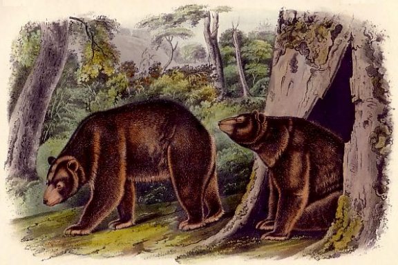 Cinnamon Bear (Black Bear) - Audubon's Viviparous Quadrupeds of North America