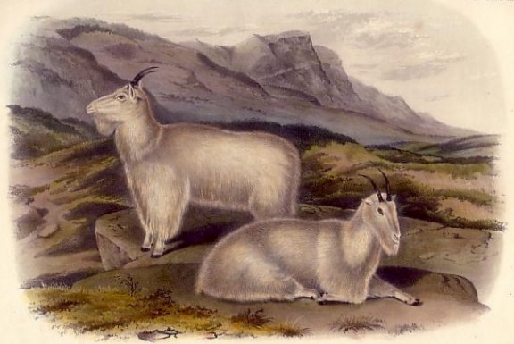 Rocky Mountain Goat - Audubon's Viviparous Quadrupeds of North America