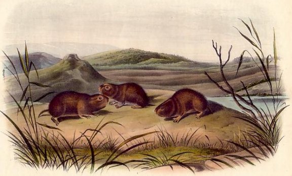 Northern Meadow Mouse (Northern Bog Lemming) - Audubon's Viviparous Quadrupeds of North America