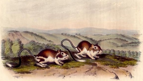 Pouched Jeroba Rat (Phillip's Kangaroo Rat) - Audubon's Viviparous Quadrupeds of North America