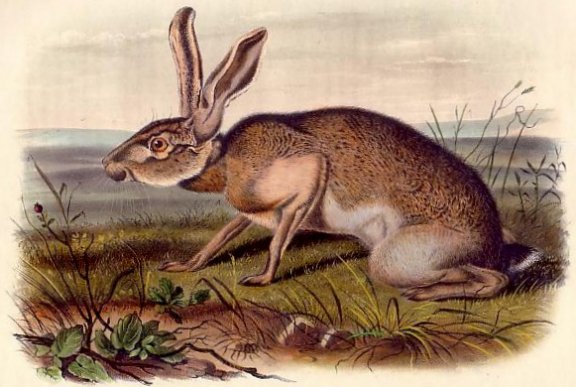 Texan Hare (Black-tailed Jack Rabbit) - Audubon's Viviparous Quadrupeds of North America