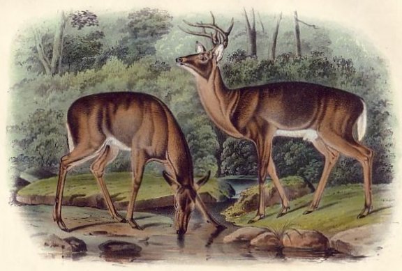 Common or Virginia Deer (White-tailed Deer) - Audubon's Viviparous Quadrupeds of North America