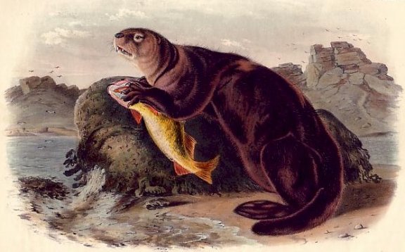 Sea Otter - Audubon's Viviparous Quadrupeds of North America