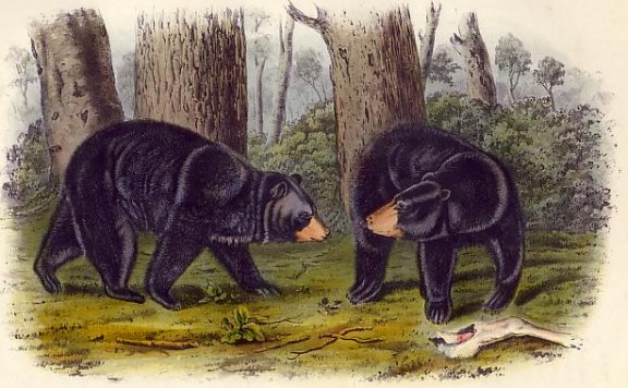 American Black Bear - Audubon's Viviparous Quadrupeds of North America