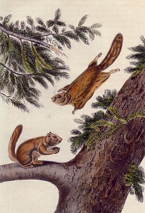 Severn River and Rocky Mountain Squirrel (Northern Flying Squirrel) - Audubon's Viviparous Quadrupeds of North America
