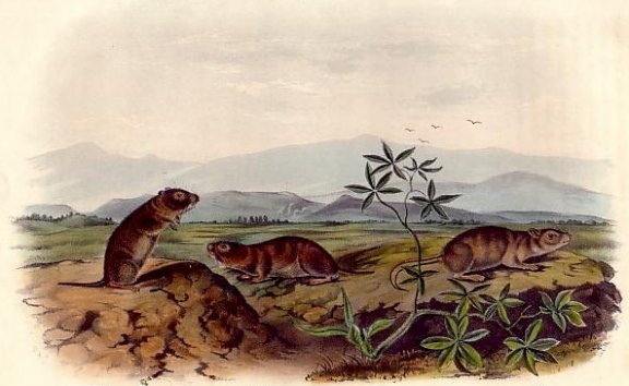 Townsend's Arvicola, Sharp-nosed Arvicola and Bank Rat (Marsh Rice Rat) - Audubon's Viviparous Quadrupeds of North America