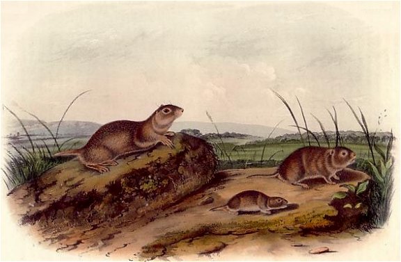 American Souslik or Meadow Mouse and Texas Meadow Mouse - Audubon's Viviparous Quadrupeds of North America