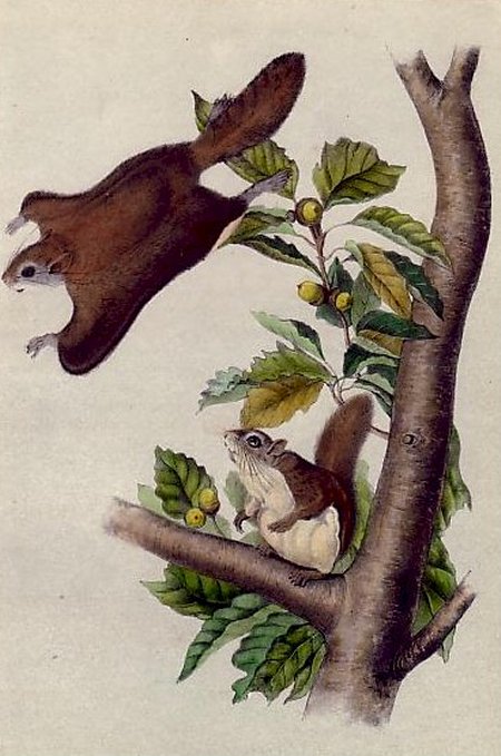 Oregon Flying Squirrel (Northern Flying Squirrel) - Audubon's Viviparous Quadrupeds of North America