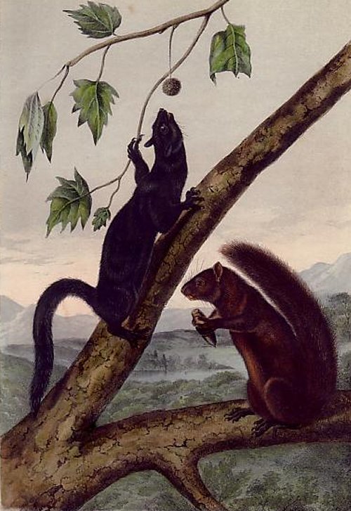 Weasel-like Squirrel and Large Louisiana Black Squirrel - Audubon's Viviparous Quadrupeds of North America