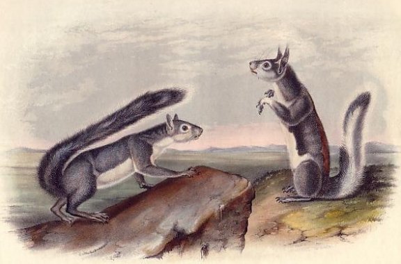 Col. Abert's Squirrel and California Grey Squirrel - Audubon's Viviparous Quadrupeds of North America