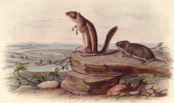 Harris' Marmot Squirrel and California Meadow Mouse - Audubon's Viviparous Quadrupeds of North America