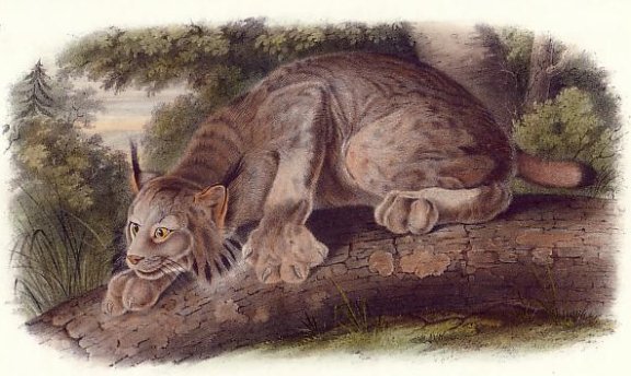 Canada Lynx - Audubon's Viviparous Quadrupeds of North America
