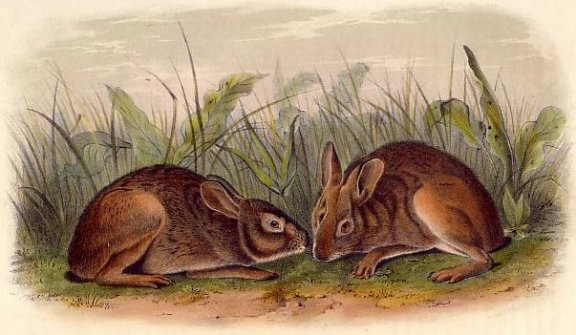 Marsh Hare - Audubon's Viviparous Quadrupeds of North America