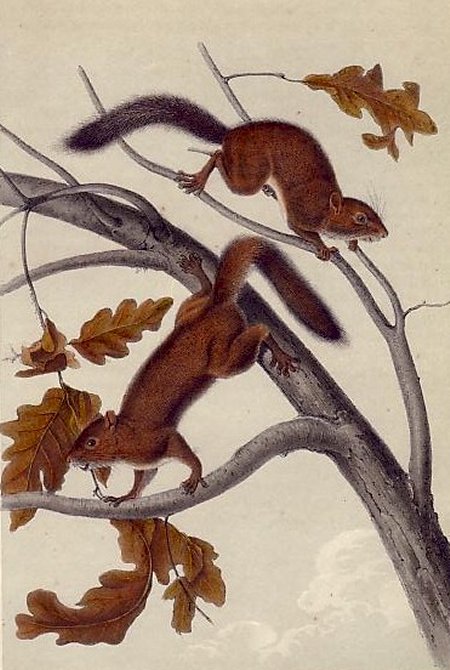 Soft-haired Squirrel (Douglas' Squirrel) - Audubon's Viviparous Quadrupeds of North America