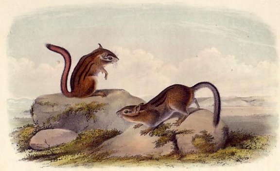 Townsend's Squirrel - Audubon's Viviparous Quadrupeds of North America