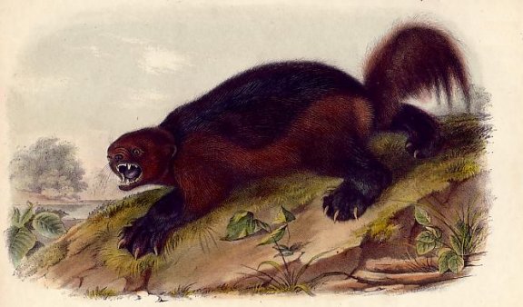 Wolverine - Audubon's Viviparous Quadrupeds of North America