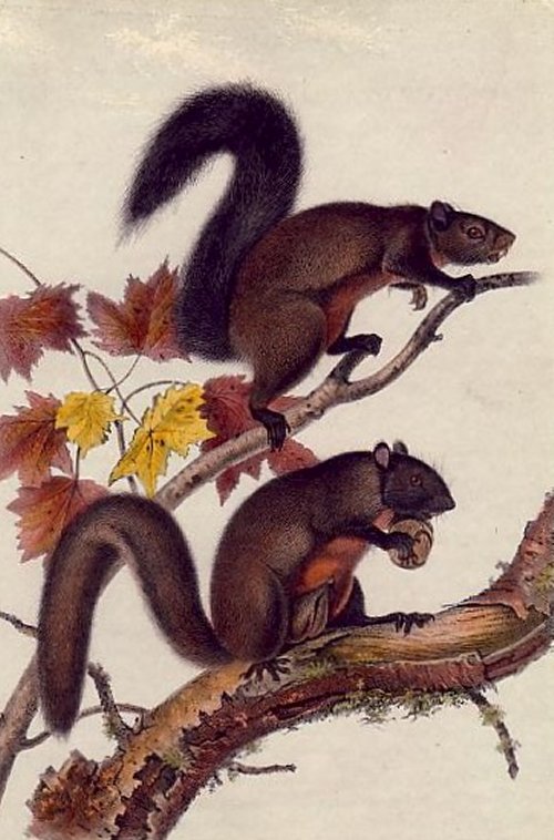 Long-haired Squirrel (unknown species) - Audubon's Viviparous Quadrupeds of North America