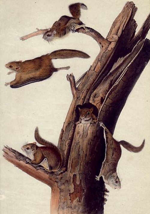 Common Flying Squirrel (Southern Flying Squirrel) - Audubon's Viviparous Quadrupeds of North America
