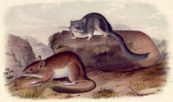 Rocky Mountain Neotoma (Bushy-tailed Wood Rat) - Audubon's Viviparous Quadrupeds of North America