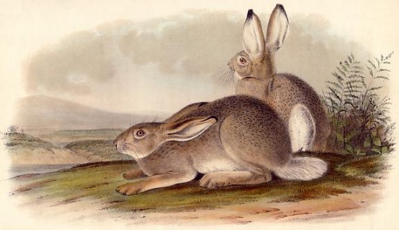 Townsend's Mountain Hare (White-tailed Jack Rabbit) - Audubon's Viviparous Quadrupeds of North America
