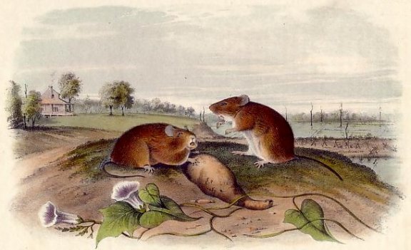 Cotton Rat - Audubon's Viviparous Quadrupeds of North America