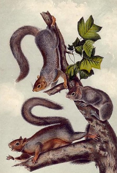 Migratory Squirrel (Eastern Grey Squirrel) - Audubon's Viviparous Quadrupeds of North America