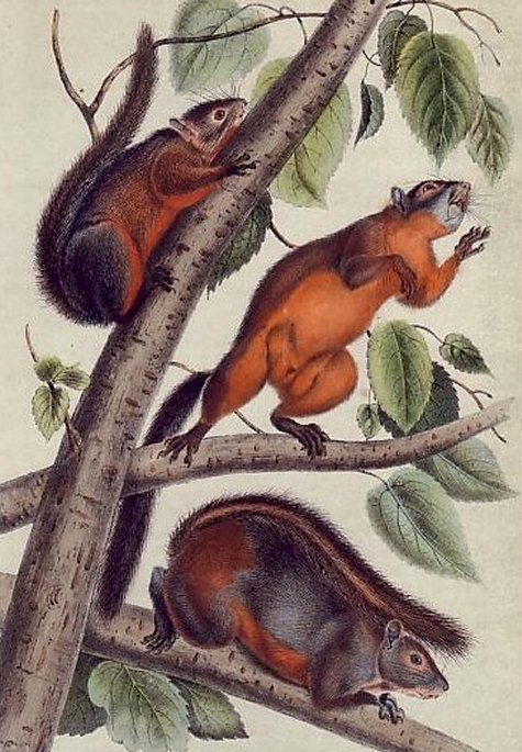 Red-bellied Squirrel - Audubon's Viviparous Quadrupeds of North America