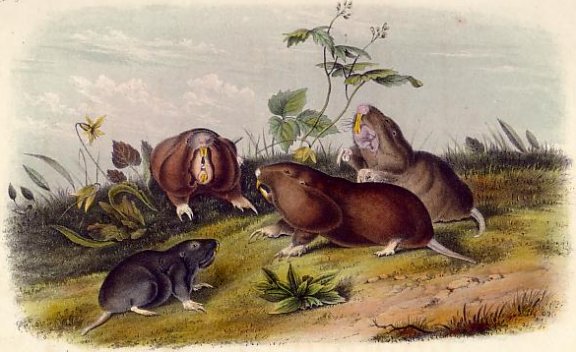 Canada Pouched Rat (Plains Pocket Gopher) - Audubon's Viviparous Quadrupeds of North America