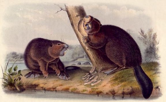 American Beaver - Audubon's Viviparous Quadrupeds of North America