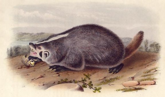 American Badger - Audubon's Viviparous Quadrupeds of North America