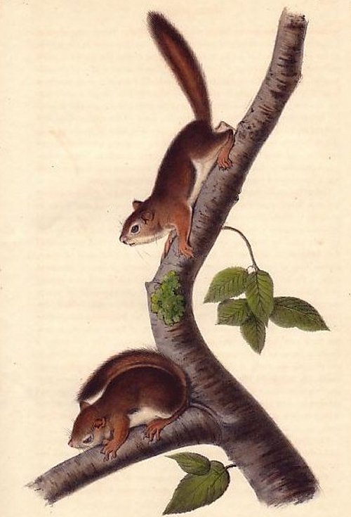 Richardson's Columbian Squirrel (Red Squirrel) - Audubon's Viviparous Quadrupeds of North America