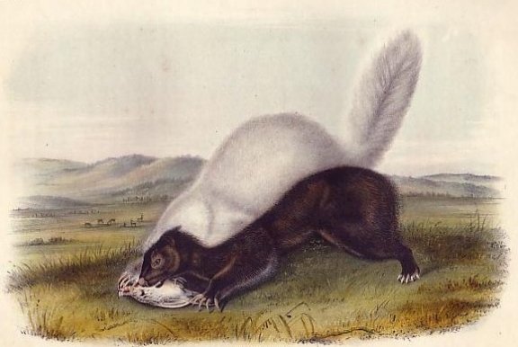 Texan Skunk (Hog-nosed Skunk) - Audubon's Viviparous Quadrupeds of North America