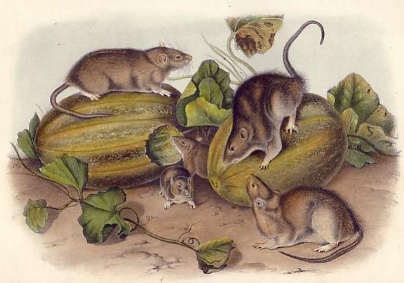 Brown or Norway Rat - Audubon's Viviparous Quadrupeds of North America