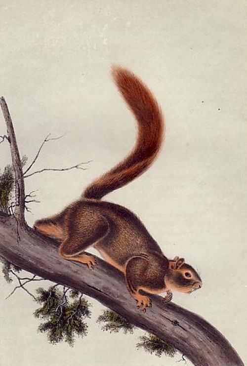 Red-tailed Squirrel (Fox Squirrel) - Audubon's Viviparous Quadrupeds of North America